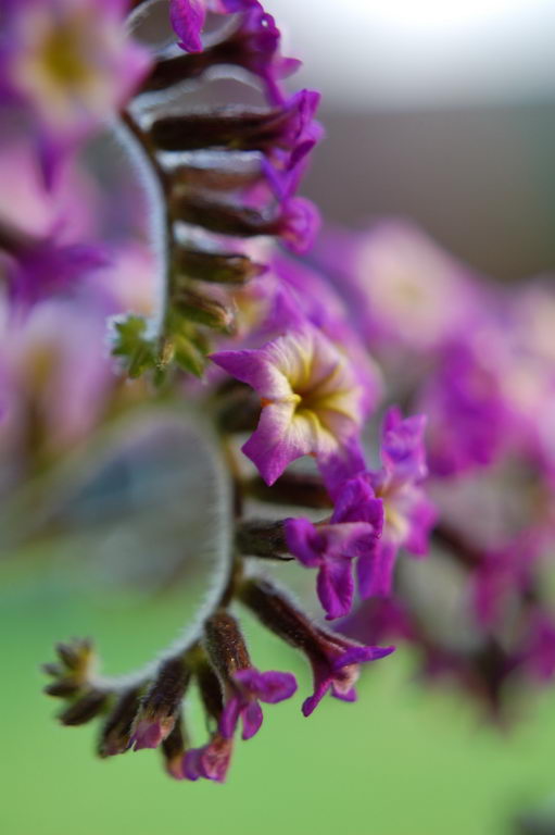 معرفی و راهنمای پرورش گیاهان زینتی - گل آفتاب پرست